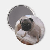 Pug Magnet Machi Magneet (Voorkant / Achterkant)