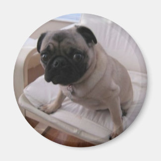 Pug Magnet Machi Magneet