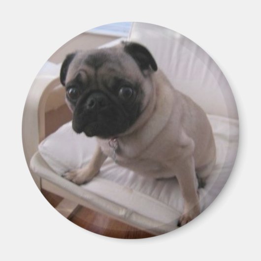 Pug Magnet Machi Magneet (Voorkant)