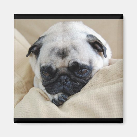 Pug Magnet Magneet (Voorkant)