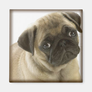 Pug Magnet Magneet