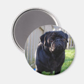 Pug Magnet Magneet (Voorkant / Achterkant)