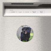 Pug Magnet Magneet (Insitu (Vaatwasser))