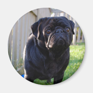 Pug Magnet Magneet