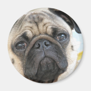 Pug me magneet