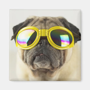 Pug met Goggles Magneet