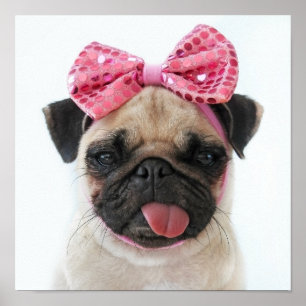 Pug met roze romp poster