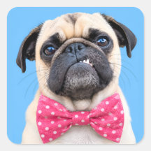 Pug met roze strik