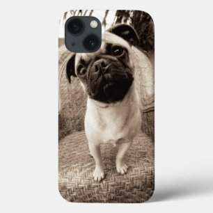 Pug met zijn Hoofd Met een adellijke titel aan de iPhone 13 Hoesje
