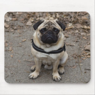 Pug Muismat