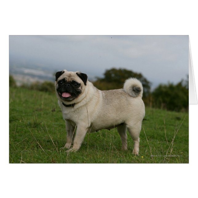 Pug Panting (Voorkant Horizontaal)