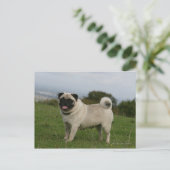 Pug Panting Briefkaart (Staand voorkant)