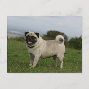Pug Panting Briefkaart