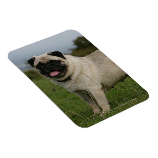 Pug Panting Magneet (Rechterzijde)