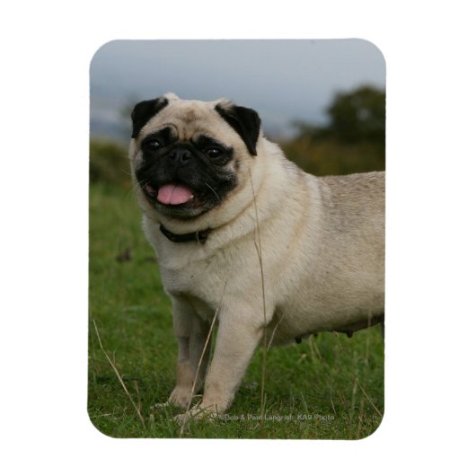Pug Panting Magneet (Verticaal)