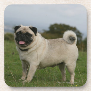 Pug Panting Onderzetter