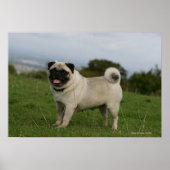 Pug Panting Poster (Voorkant)
