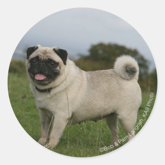 Pug Panting Ronde Sticker (Voorkant)
