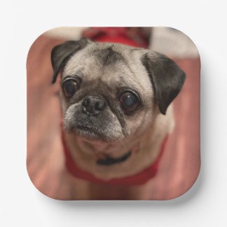 Pug Party-Borden Papieren Bordje