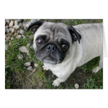 Pug Pebbles Kaart