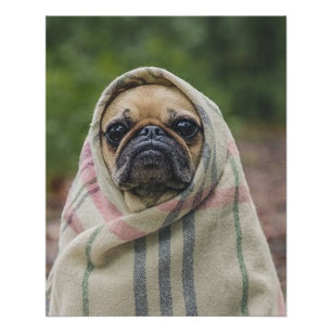 Pug Perfect Poster
