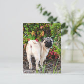 Pug Photo Post-kaarten Briefkaart (Staand voorkant)