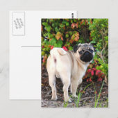 Pug Photo Post-kaarten Briefkaart (Voorkant / Achterkant)
