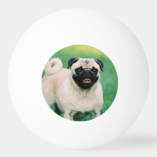 Pug Pingpongballen