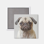 Pug Portrait Magneet (Voorkant / Achterkant)