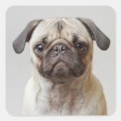 Pug Portrait Vierkante Sticker (Voorkant)