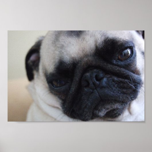 Pug-Poster sluiten Poster (Voorkant)