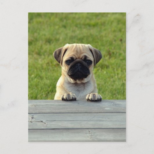 Pug Pup Briefkaart (Voorkant)