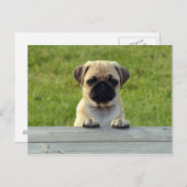 Pug Pup Briefkaart (Voorkant / Achterkant)
