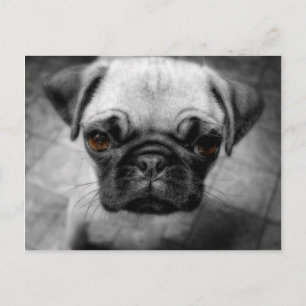 Pug Pup Briefkaart