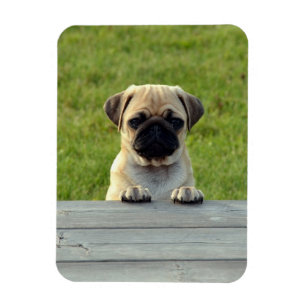 Pug Pup Foto Magneet