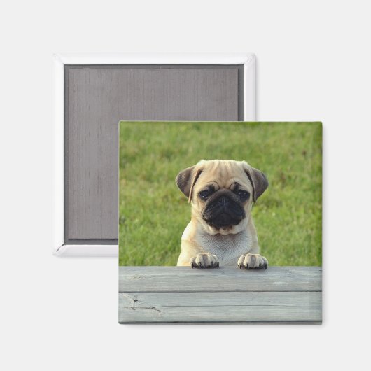 Pug Pup Magneet (Voorkant / Achterkant)