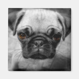 Pug Pup Magneet