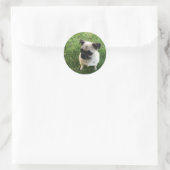 Pug Pup Ronde Sticker (Tas)