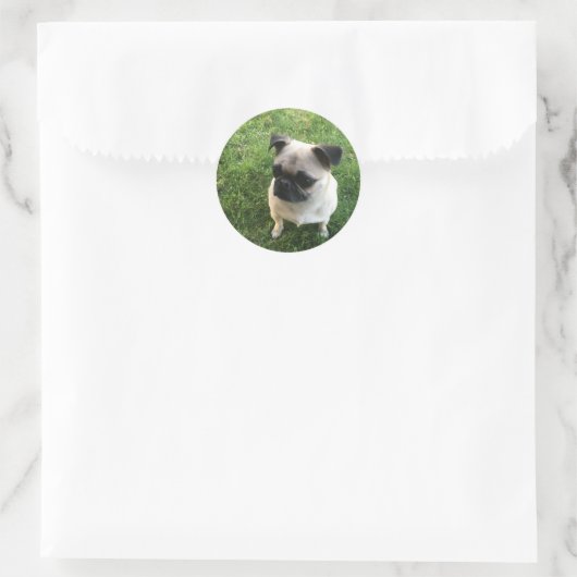 Pug Pup Ronde Sticker (Tas)