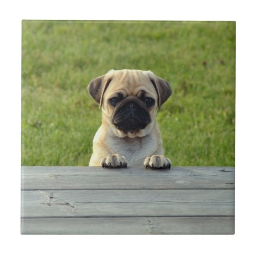 Pug Pup Tegeltje (Voorkant)