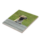 Pug Pup Tegeltje (Zijkant)
