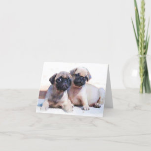 Pug puppies briefkaart