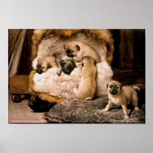 Pug Puppies Poster