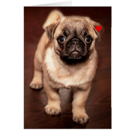 Pug Puppy