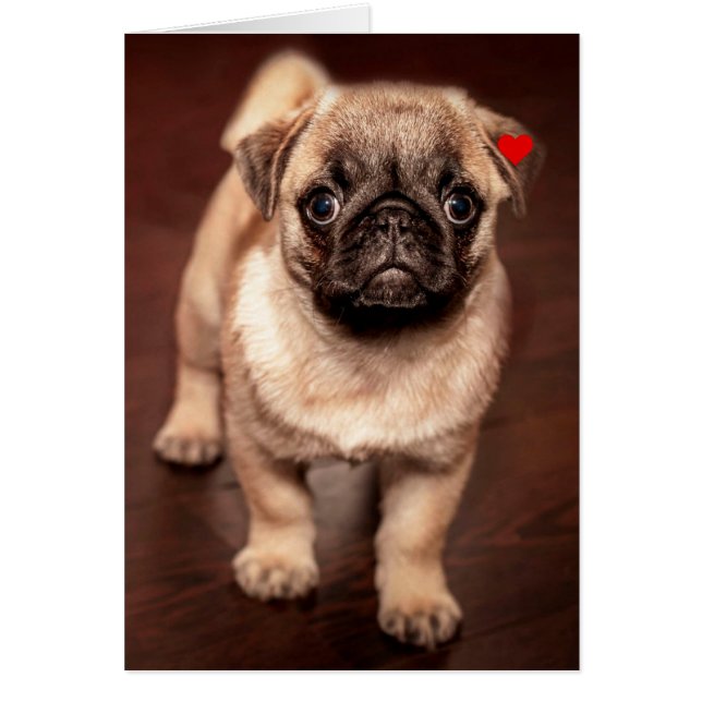 Pug Puppy (Voorkant)