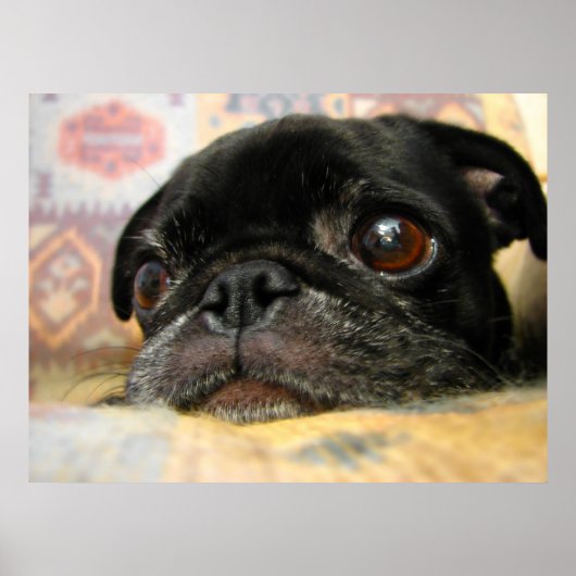 Pug Puppy Black Face Poster (Voorkant)