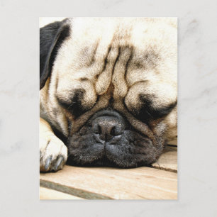 Pug puppy briefkaart