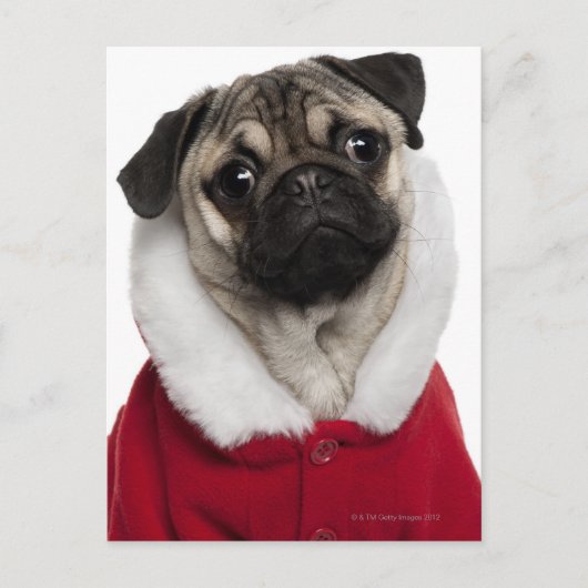 Pug puppy die (6 maanden oud) Kerstmis dragen Feestdagenkaart (Voorkant)
