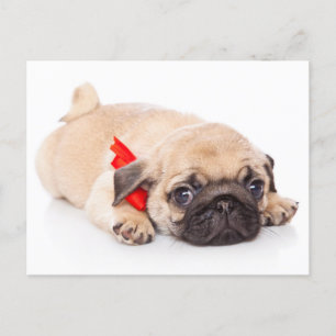 Pug Puppy Dog Greeting Briefkaart