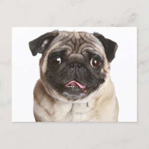Pug Puppy Dog Greeting Briefkaart
